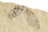 Detailed Partial Fossil Fly (Plecia) - France #259858-1